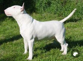 BALKAN BULL BROKEN CRUSADER
